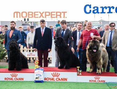 Bucovina Dog Show