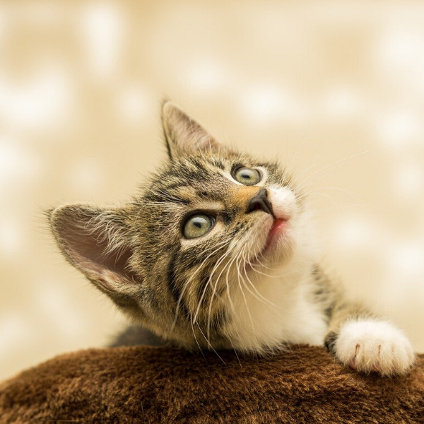 Pregătiri pentru un nou membru în familie: ce trebuie să știi despre pisici