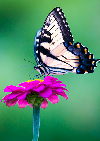 Expoziție de fluturi vii