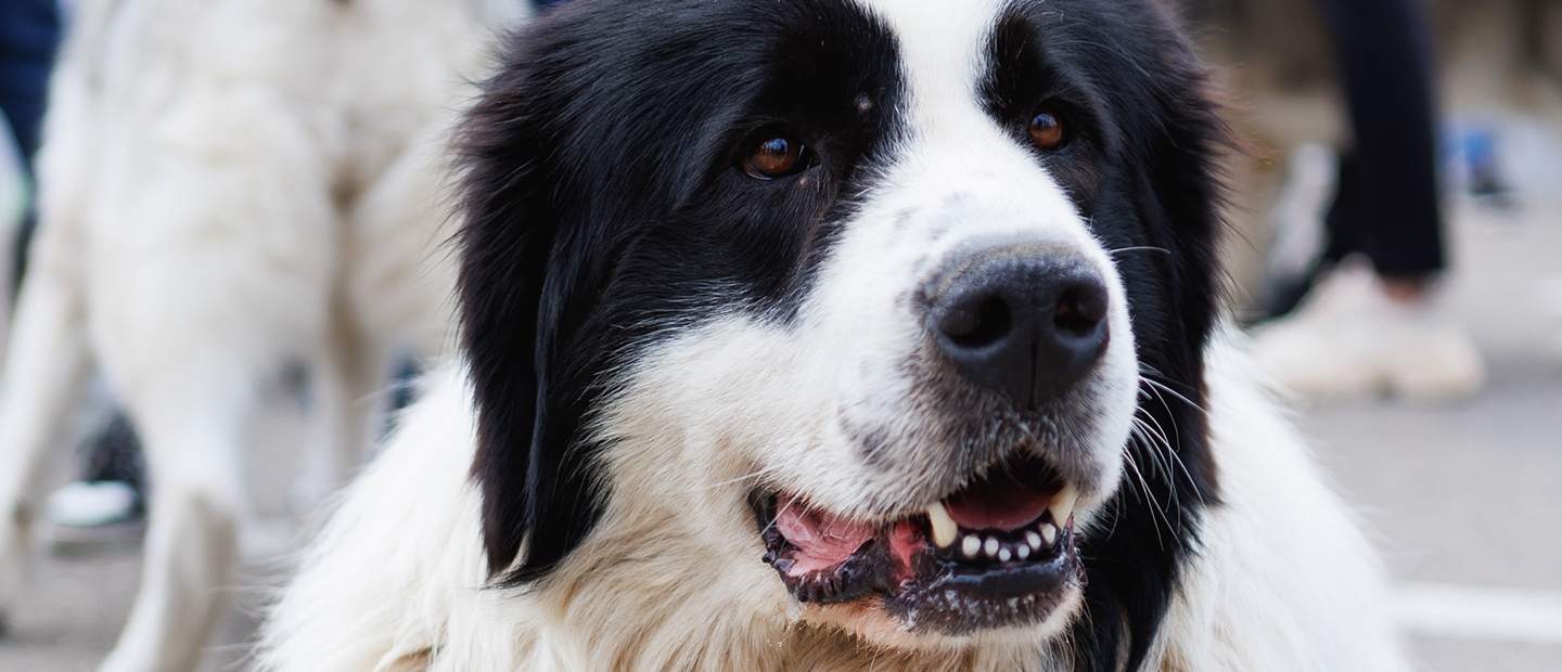 Expoziția Internațională „Bucovina Dog Show 2026″, în perioada 16–17 mai.