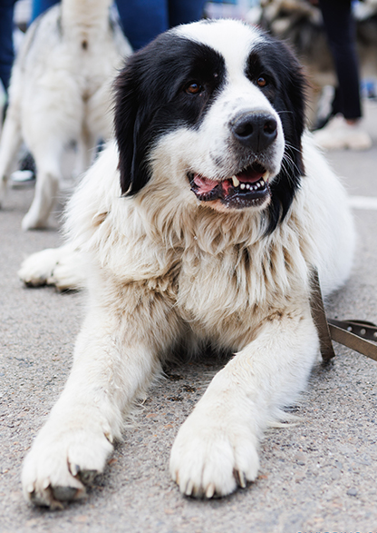 Expoziția Internațională „Bucovina Dog Show 2026″, în perioada 16–17 mai.